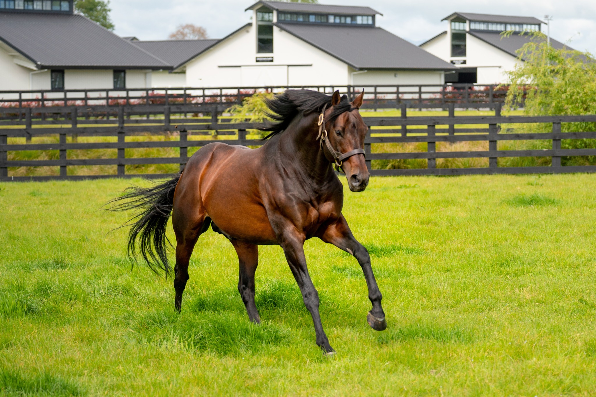 almanzor