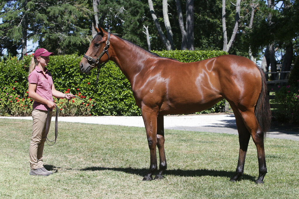 Prowess Yearling