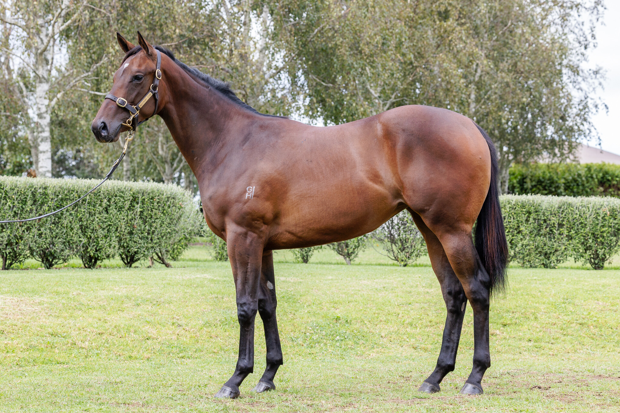 yearling