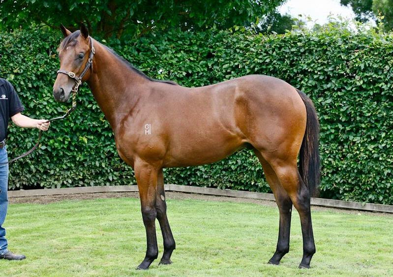 Chachi Arcola | Select Yearling Sale | New Zealand Bloodstock ...