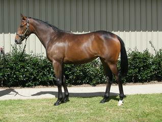 Celebrity Dream pictured as a yearling.
