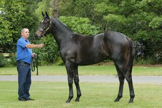 2019 CollinsonForex Karaka Cup winner Five To Midnight (NZ) (Domesday) pictured as a yearling.