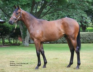 Sacred Day (NZ) as a yearling.