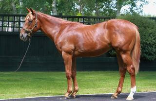 Listed Anzac Day Stakes winner Vassilator (NZ) pictured as a yearling.