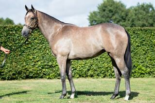 The one to beat in Leg 3 of the NZB Filly of the Year Series, Aalaalune (NZ) as a yearling. 