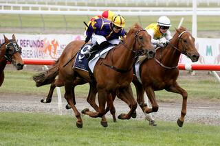 Cantilena (NZ) has strong finish to place second in the NZB Airfreight Stakes. Photo Credit: NZ Racing Images.