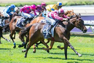 Celebrity Dream (NZ) produced a top-class performance to win the Jungle Mist Classic. Photo: Western Race Pix