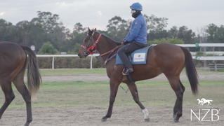 Contributer x Viana yearling going through the Godolphin education. 
