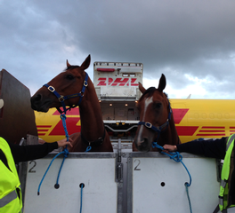 NZB Airfreight exporting horses.