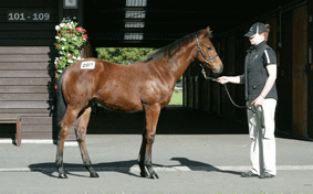 Lot-207
