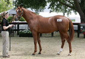 Lot-971