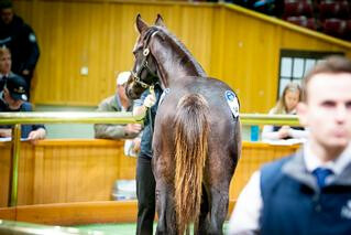 A decision on the 2020 Karaka May Sale to be made on 15 April.